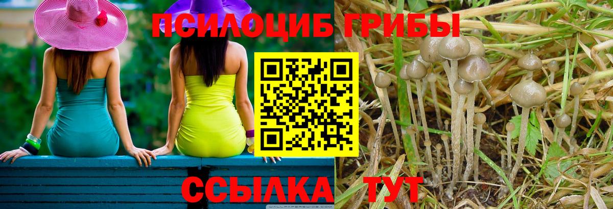 Галлюциногенные грибы Psilocybe  Вход с VPN  где продают   Изобильный  Псилоцибиновые грибы Psilocybe 